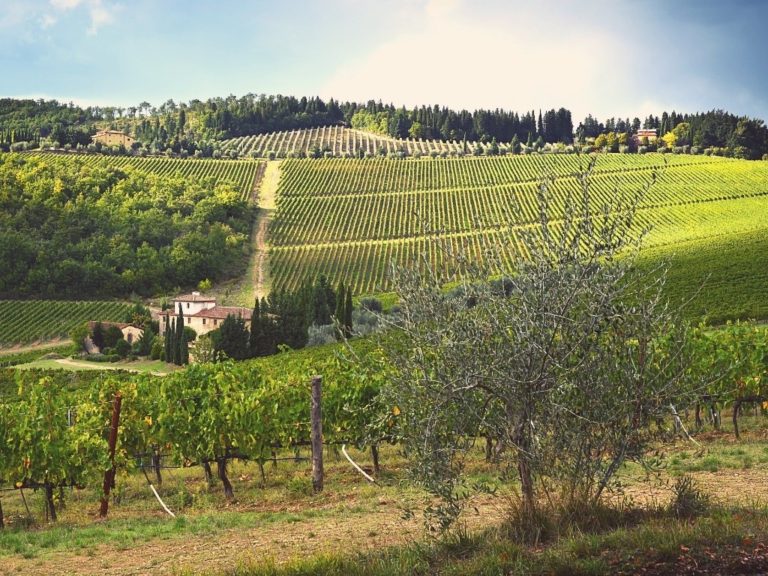 B. Italie | 5 Vignobles Autour De Florence Pour Une Virée Dans Le ...